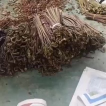 湖北恩施通货野生蕨菜甜蕨薇菜大量供应快递
