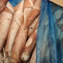 鱿鱼船冻鱿鱼灯光船冻鱿鱼纯正原浆鱿鱼请详询
