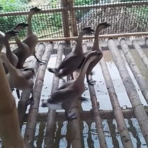 鹅