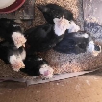 观赏鸡养殖帽子鸡白头翁帽子鸡