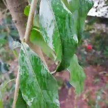 金弹子嫁接接穗，嫁接枝条，血红果，花生果，葫芦果等等品种