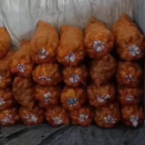 本人长期间代办土豆，有陇十青九，陇七，三两通天，大量有货