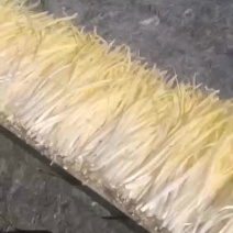 精品韭黄