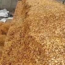 香菇木屑专用果木树