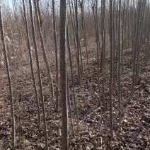 107速生杨树苗