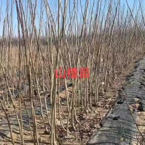 大金星山楂苗