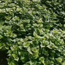 各种脱毒红薯苗大量批发
