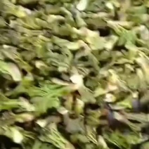 刺嫩芽