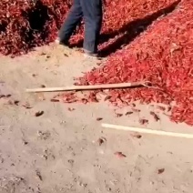 北京红干辣椒