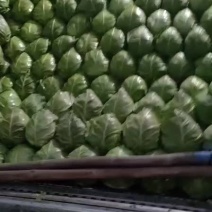 优质甘蓝