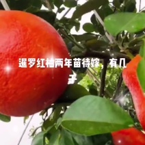 暹罗红柚苗，红柚颜色艳丽，卖相好，易管理，长势快