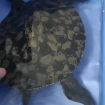 精品黑花。生态老甲鱼。商品甲鱼。