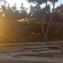 泰山景松，一千二百颗，大，中，小