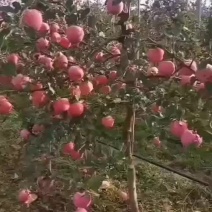鲁丽华硕蜜脆秦脆秦月维纳斯黄金水蜜桃等各种