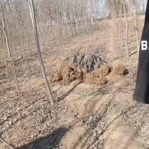 大量出售107速生杨树苗质量保证