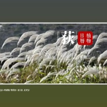 芦荻.荻.荻草微山湖水生植物基地