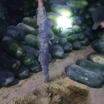 新疆黑皮冬瓜