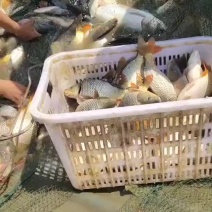 荷包鲤