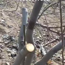 占地梨树，苹果树馆陶县众康果品站大量供应
