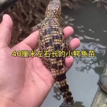 商品鳄鱼肉成品鳄鱼小鳄鱼养殖基地手续齐全