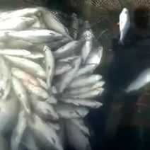 龙羊峡新鲜三文鱼，每天出水三到五吨，需要的老板们下单联系