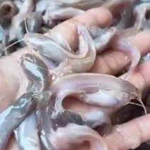 三黄塘角鱼苗-品种优良-生长速度快-抗病力强，产地直销