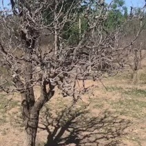 盘龙枣树