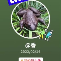 商品石蛙石蛙苗