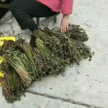 蕨菜