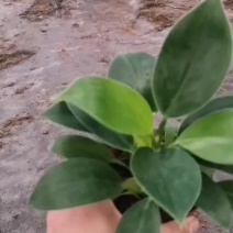 绿公主