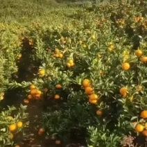 高原沃柑