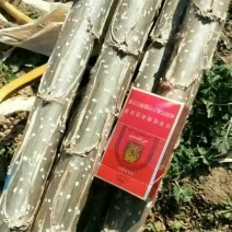 保证二年根一年树干，无病虫害，入冬放冻水，保证水分充足，