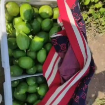 香水柠檬