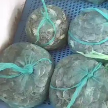 包邮老头蟹，一元蟹，大量现货，全国到货价10元