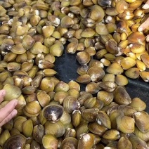 地角螺大量批发长期有货