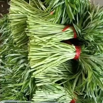 大量现货供应黎蒿全国发货