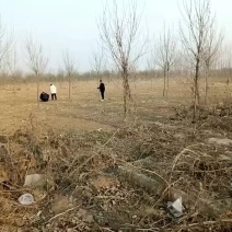 白蜡树。法桐