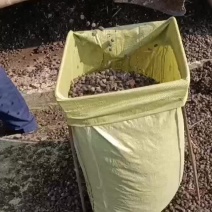 兔粪