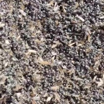 广东野生黑蚂蚁干货