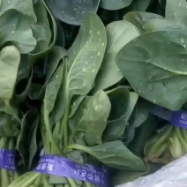 精品小颗菠菜