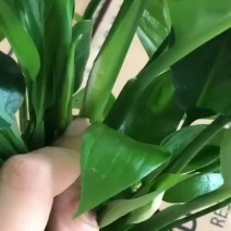 美酒白掌美酒盆栽基地直销