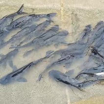 雄鱼，半斤一条，最适合下塘