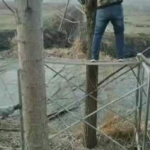 风景树柳树