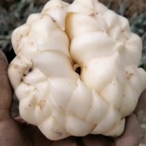 纯手工龙牙百合粉