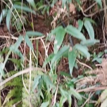 威灵仙，纯野生货品
