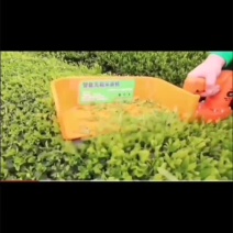 电动摘茶机园林修剪机绿篱机锂电池买就送充电器电池背包