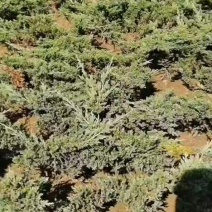 江苏宿迁铺地柏，产地直供，移栽好活，量大从优，欢迎选购。