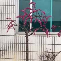 一品梅