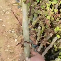 40杆水红袋苗量大欢迎来电订购苗农直销低价批发