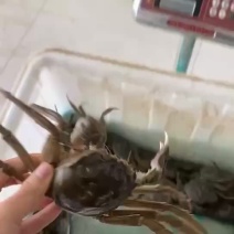 江苏大闸蟹批发下单📲联系
